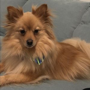 Meet your Posher, Ashley